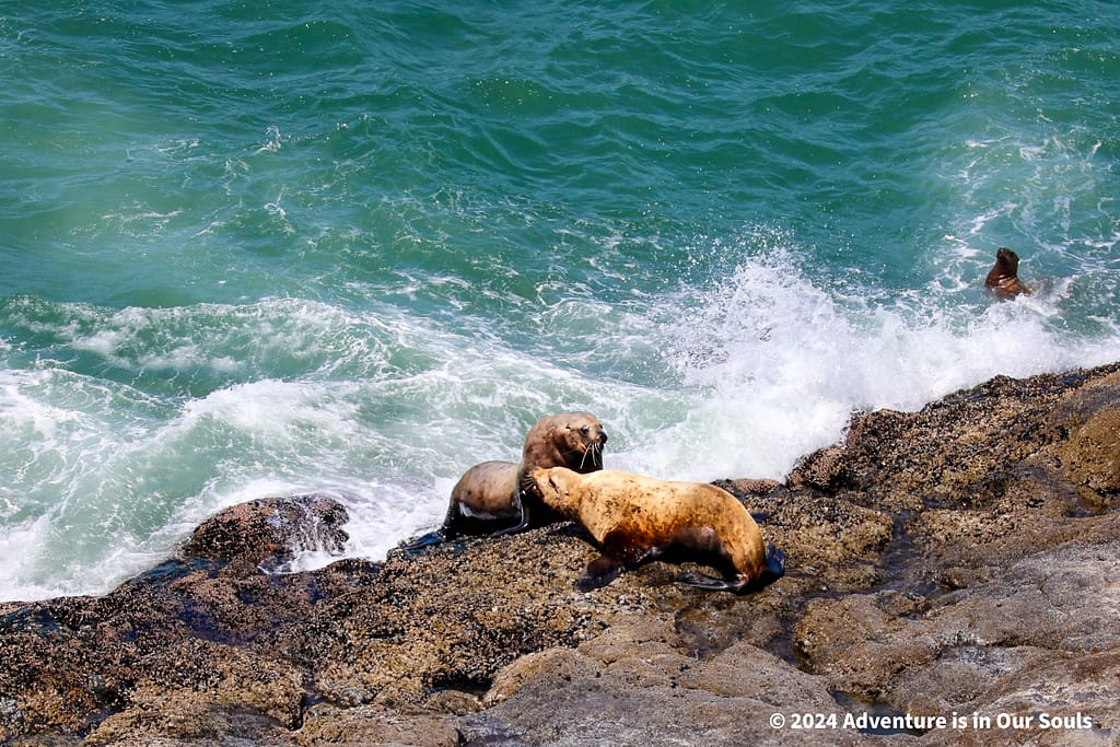 Florence Sea Lion Cave