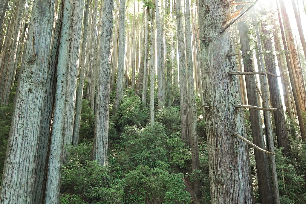 Redwoods