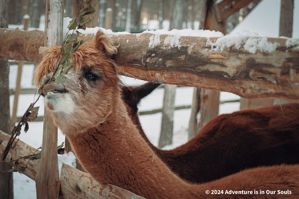 Santa Pets - Santa Claus Village Finland