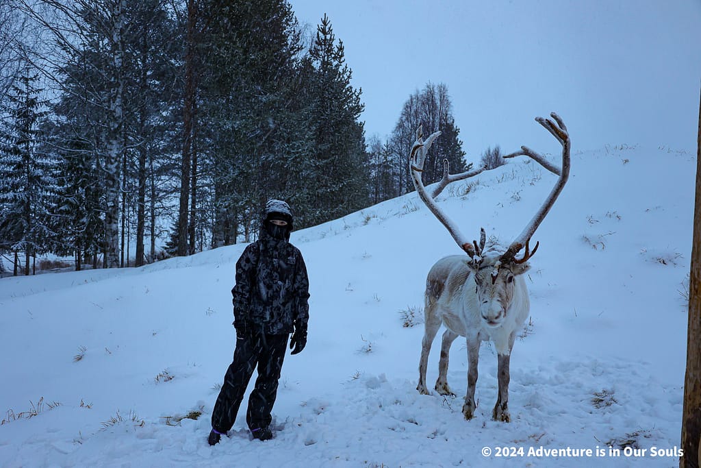 Reindeer - Finland