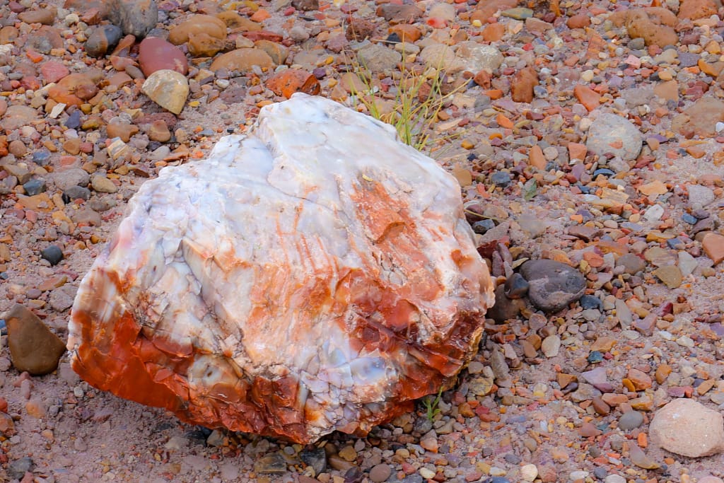 Petrified Forest Wood