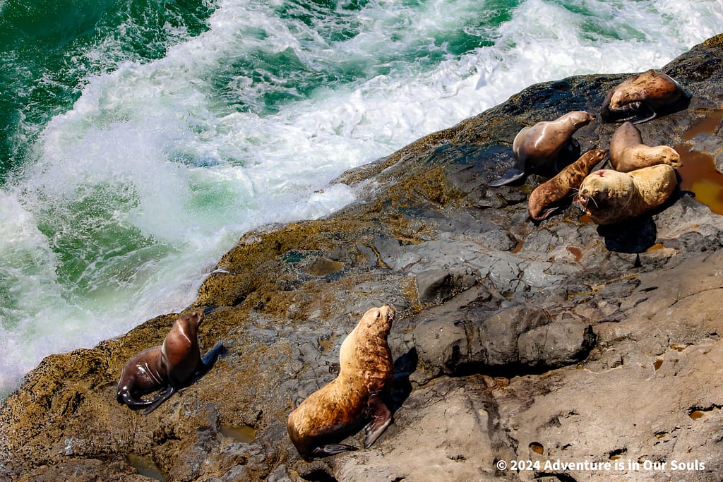 Florence Sea Lion Cave