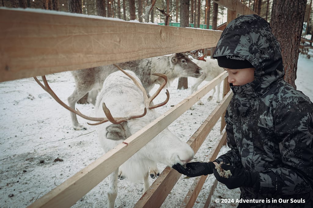 Santa Pets - Santa Claus Village Finland