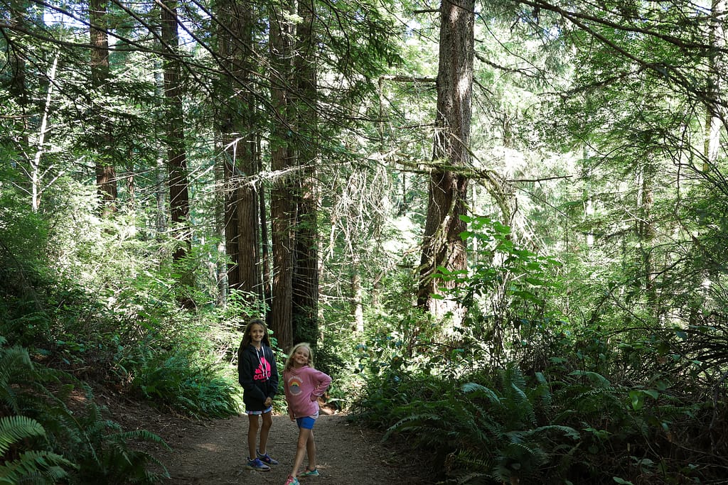 Redwoods