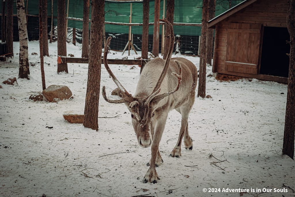 Santa Pets - Santa Claus Village Finland