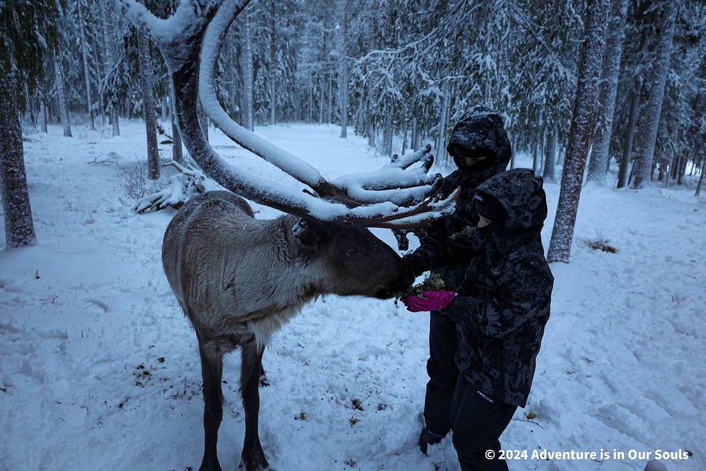 Reindeer - Finland