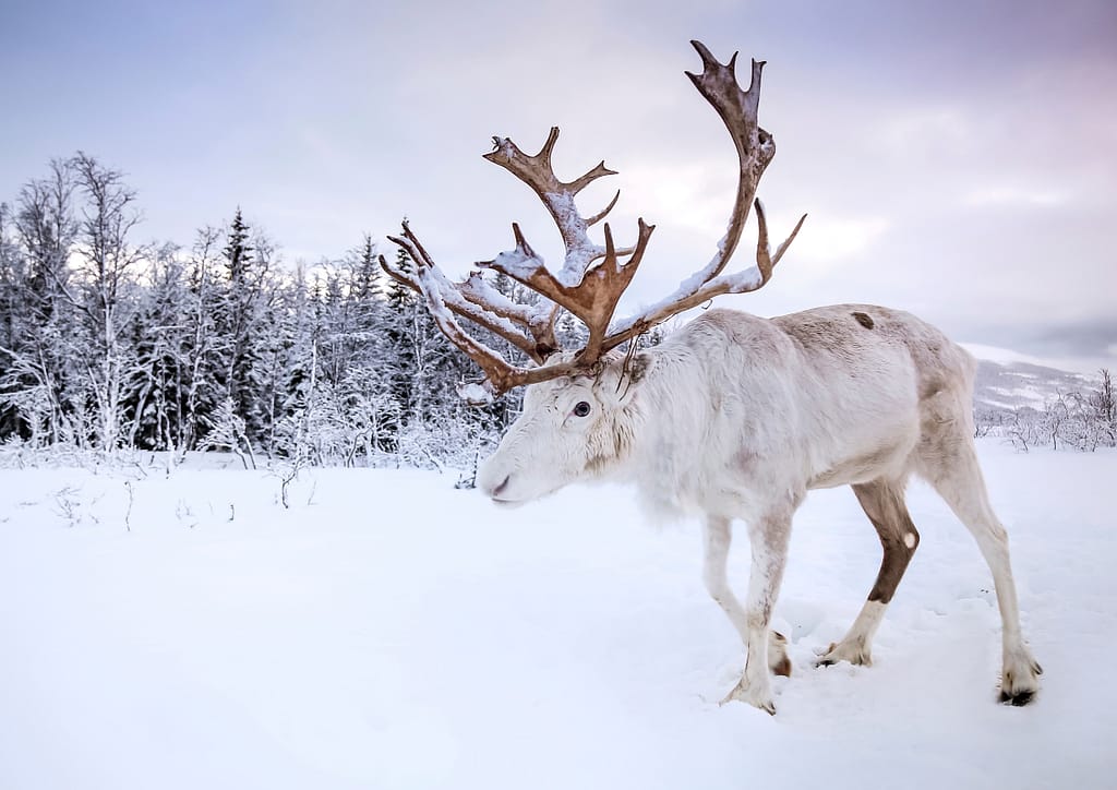 Finland Reindeer