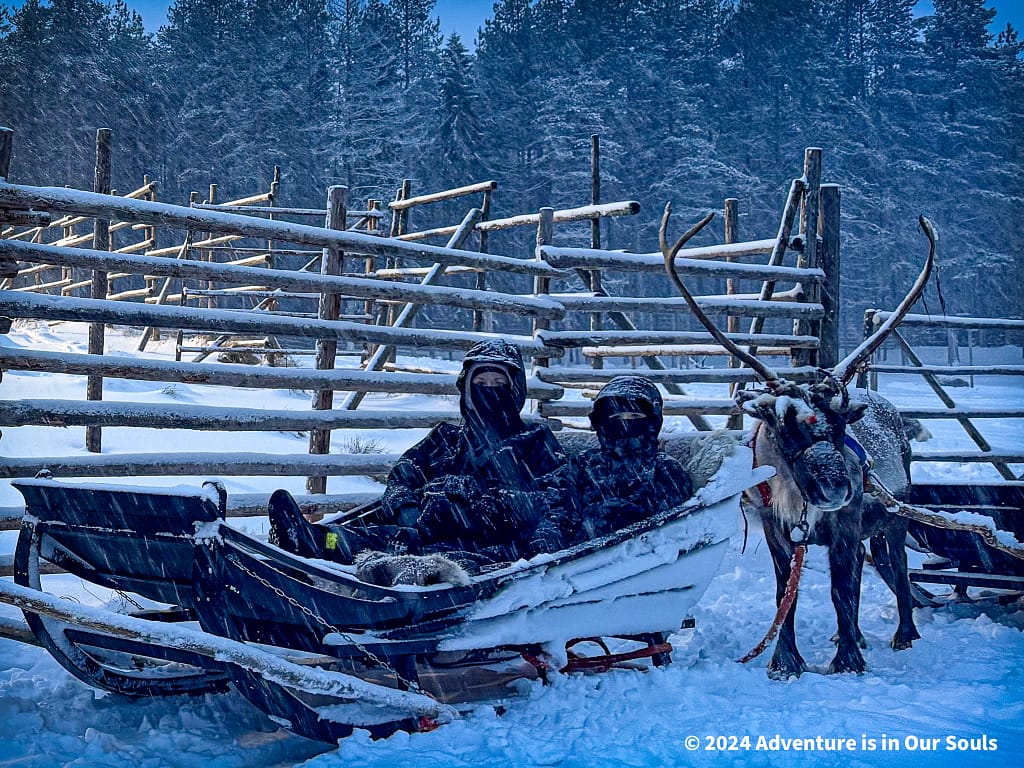 Reindeer - Finland