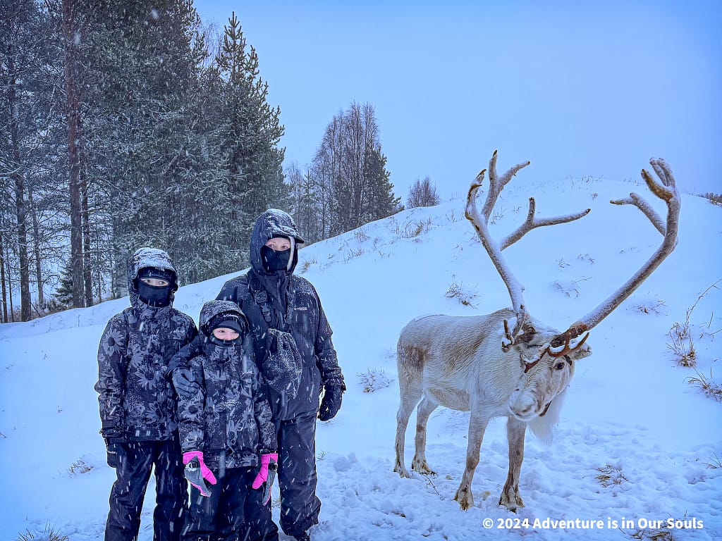 Reindeer - Finland