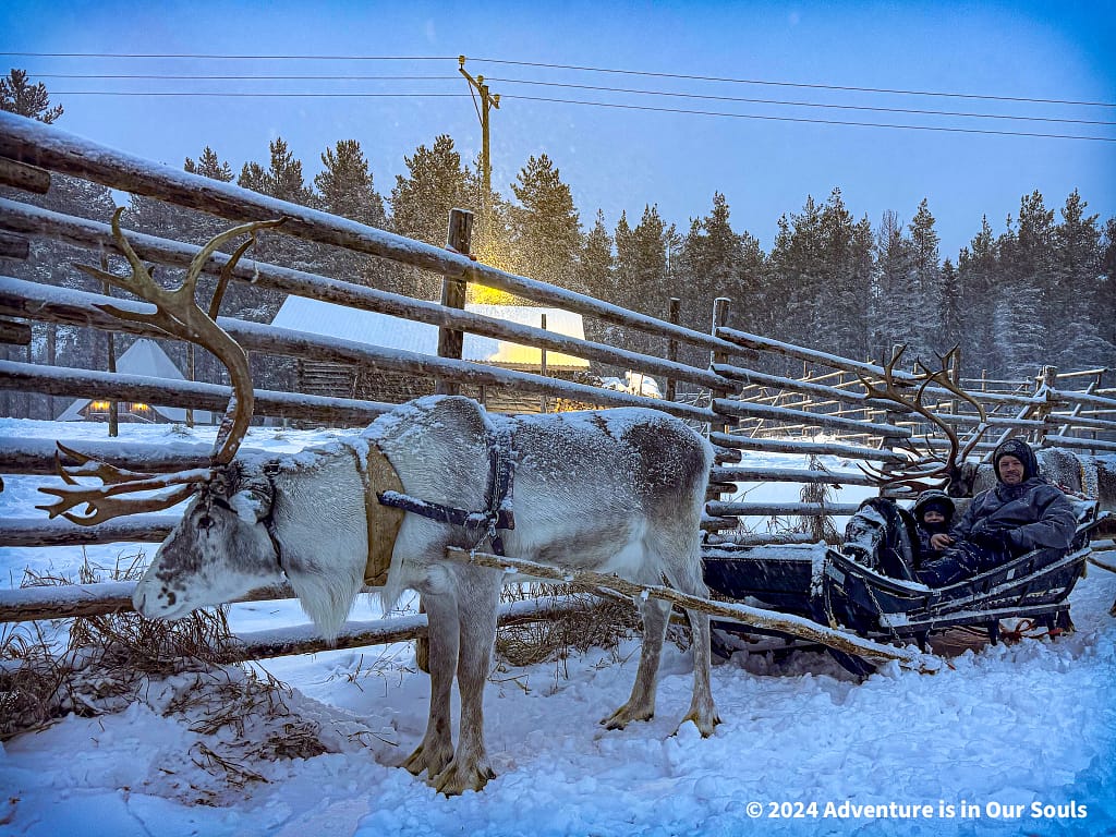 Reindeer - Finland