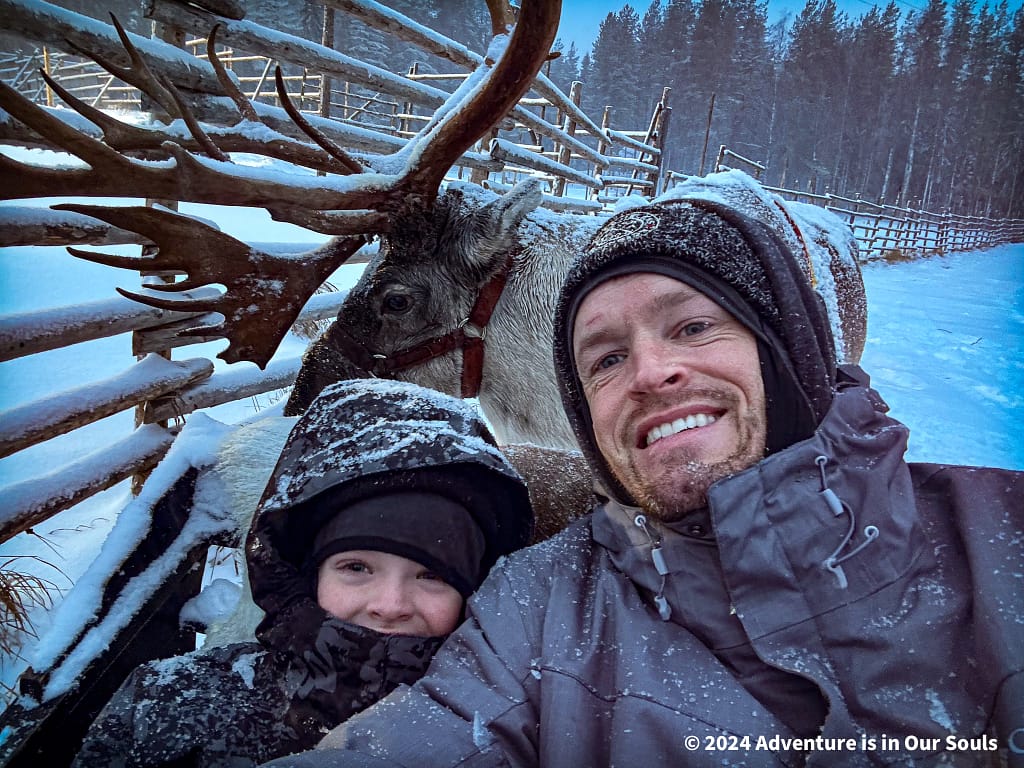 Reindeer - Finland