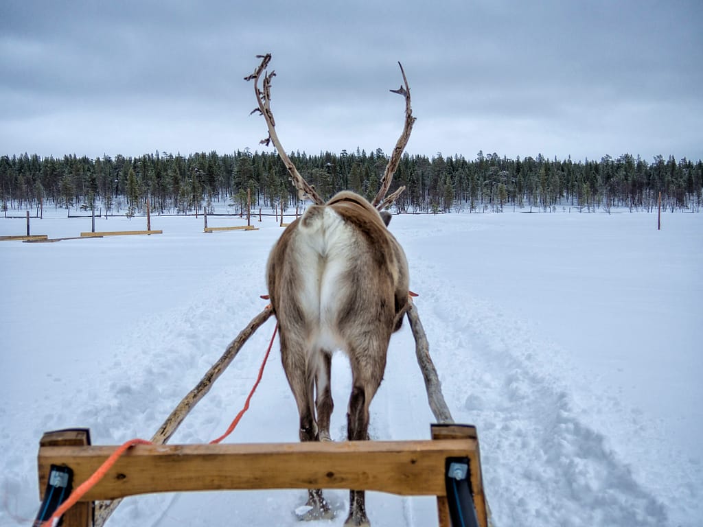 Finland Reindeer
