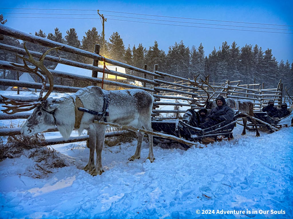 Reindeer - Finland