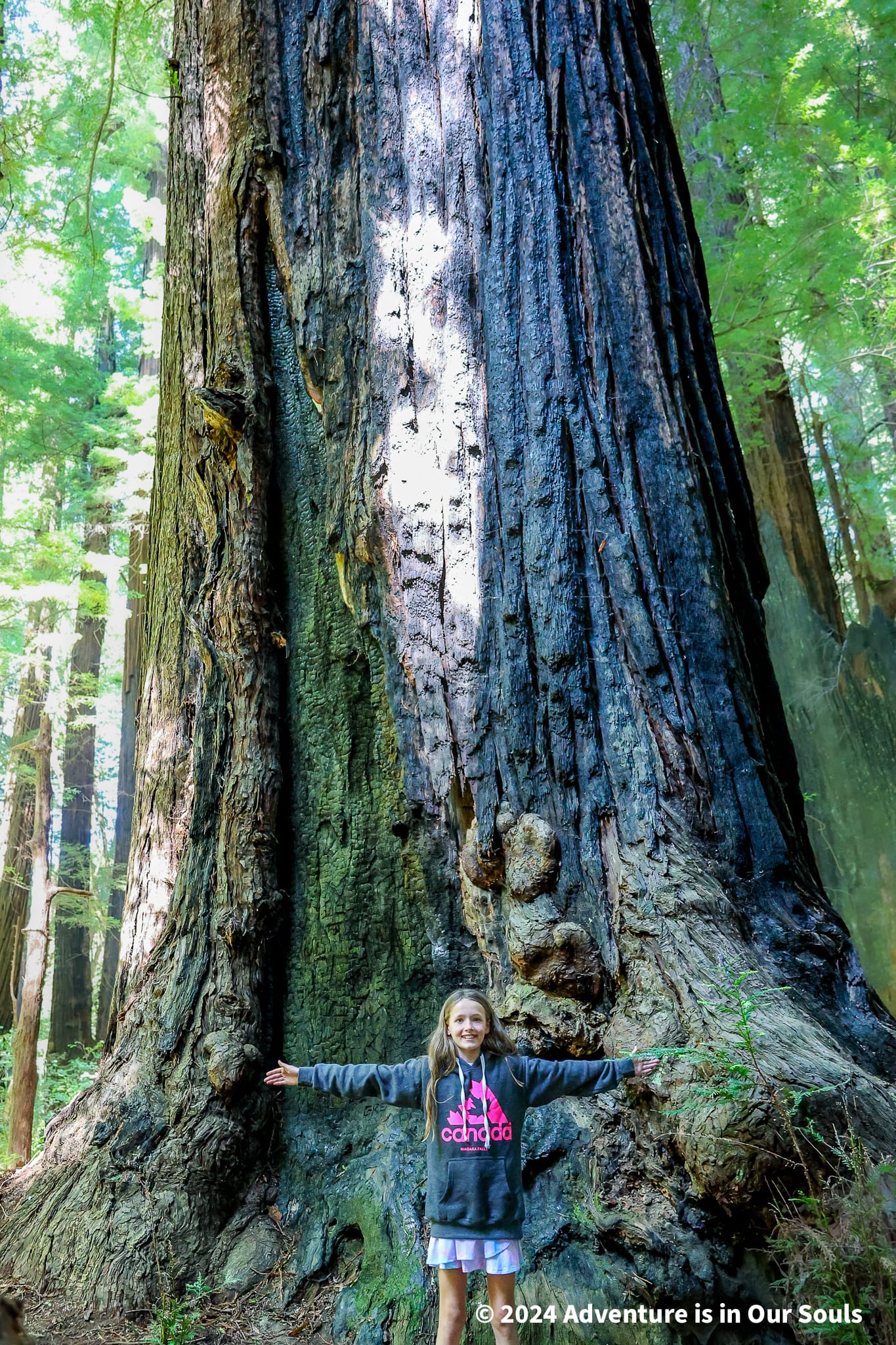 Redwoods