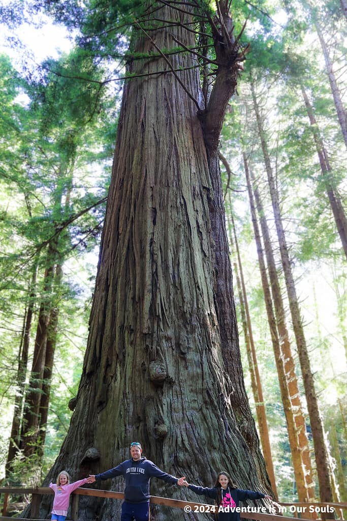 Trees of Mystery - Redwoods