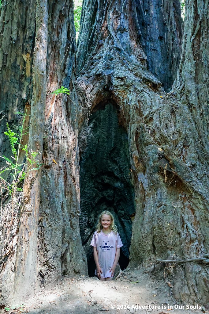 Redwoods