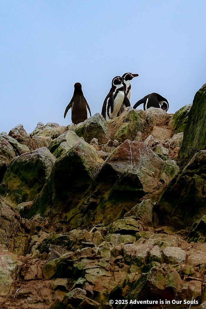 Paracas Peru