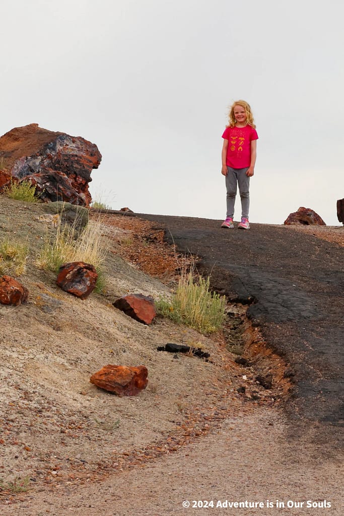 Spider Monkey in the Petrified Forest National Park