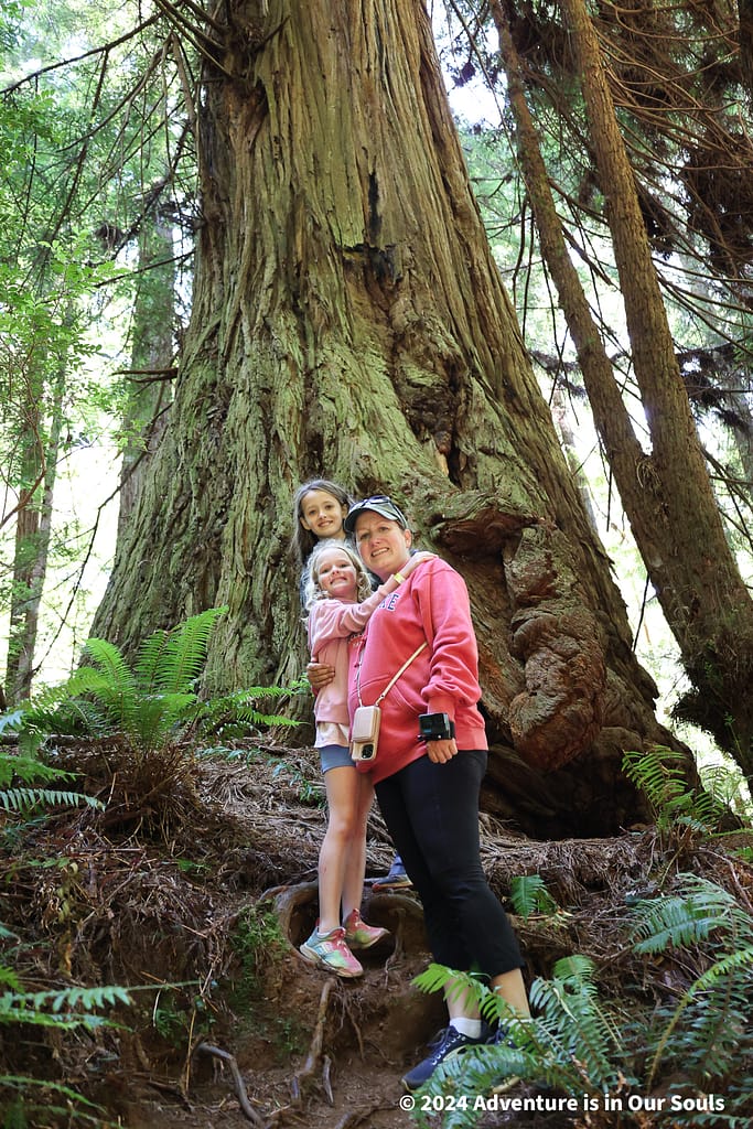 Trees of Mystery - Redwoods
