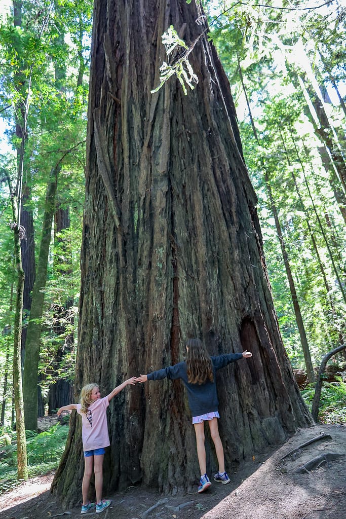 Redwoods