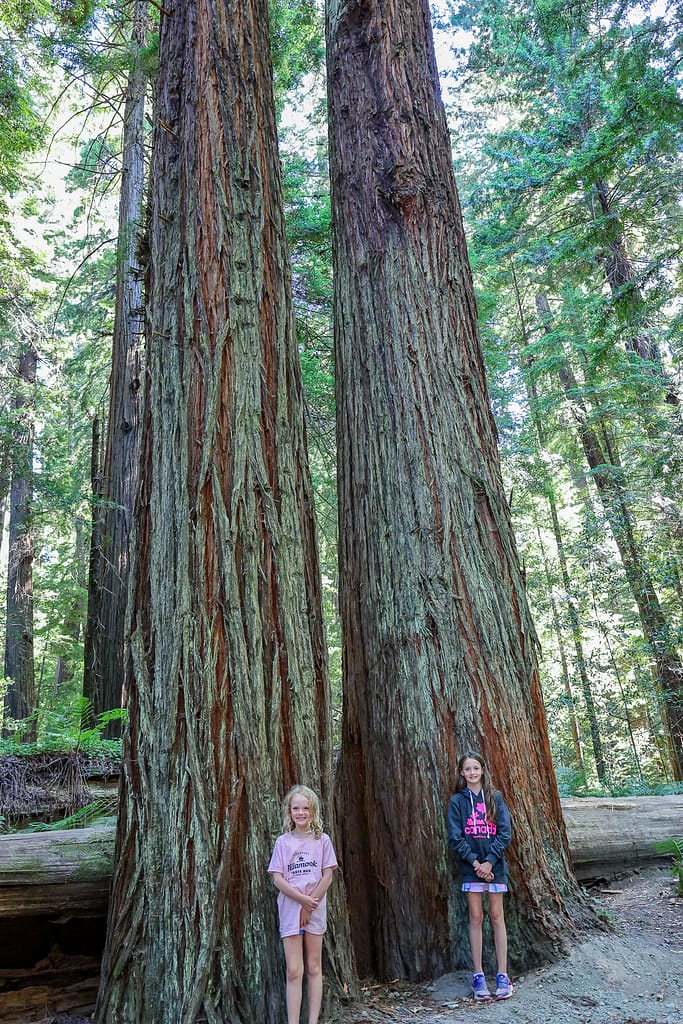 Redwoods