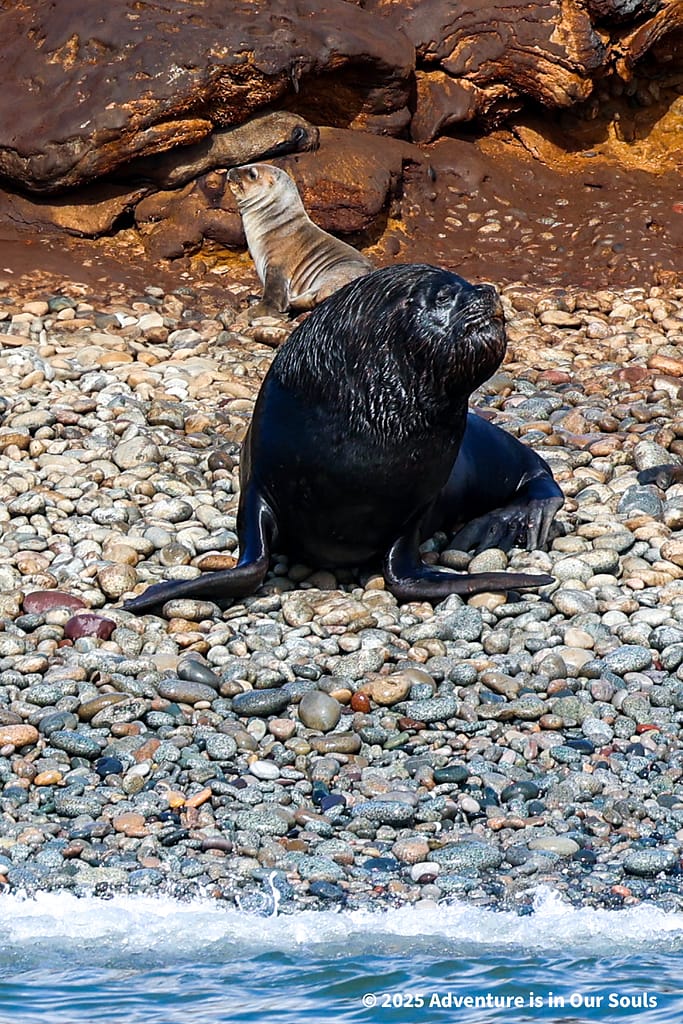 Paracas Peru
