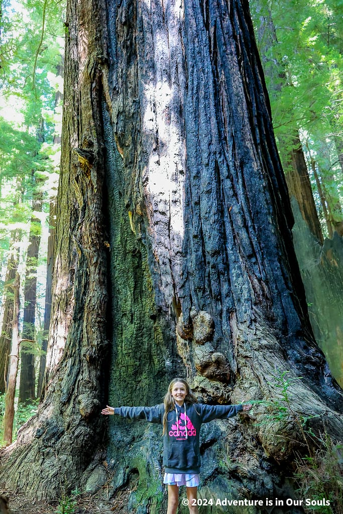 Redwoods