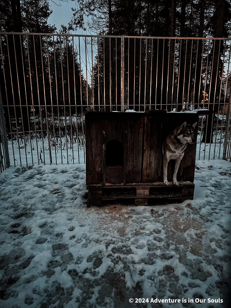 Huskies - Santa Claus Village Finland