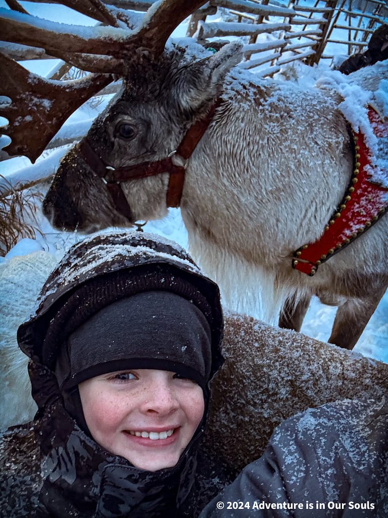 Reindeer - Finland