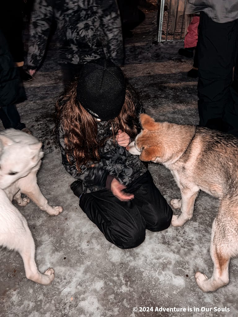 Huskies - Santa Claus Village Finland
