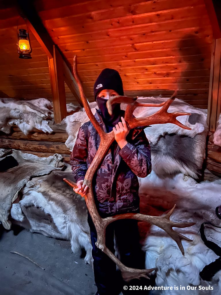 Reindeer - Finland