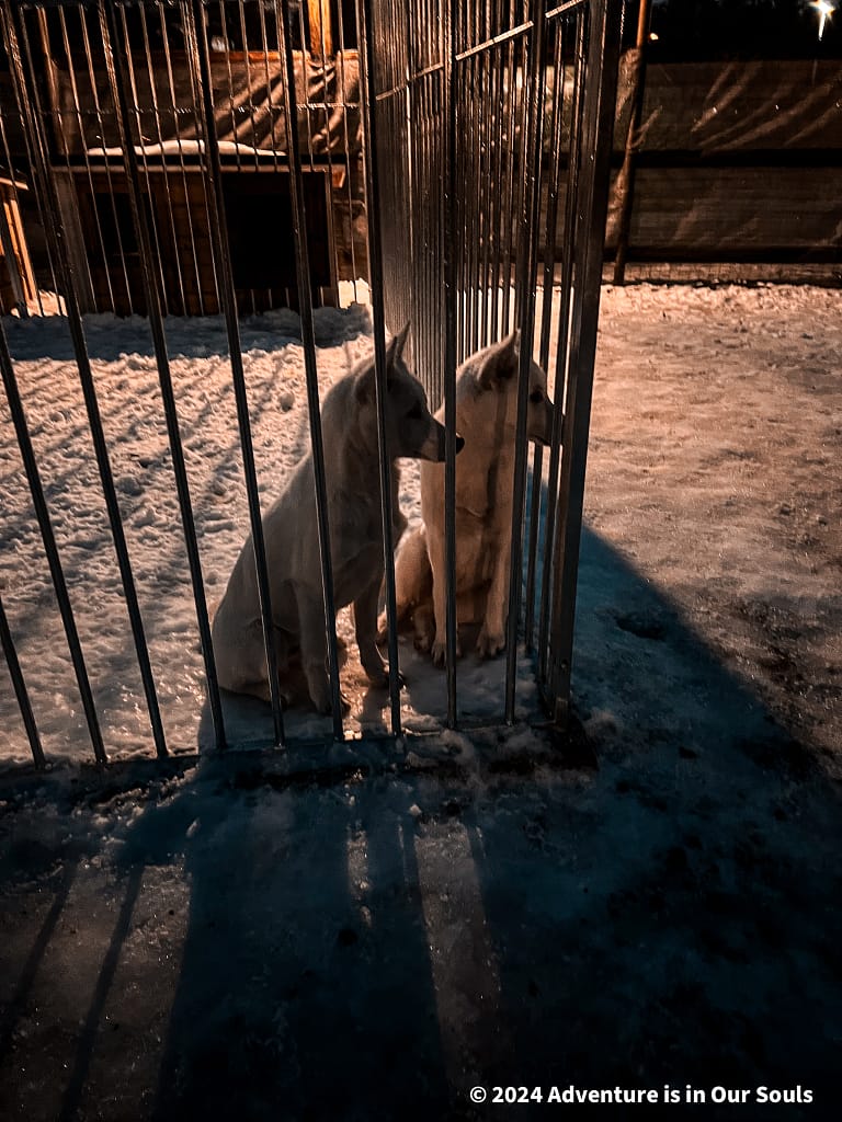 Huskies - Santa Claus Village Finland