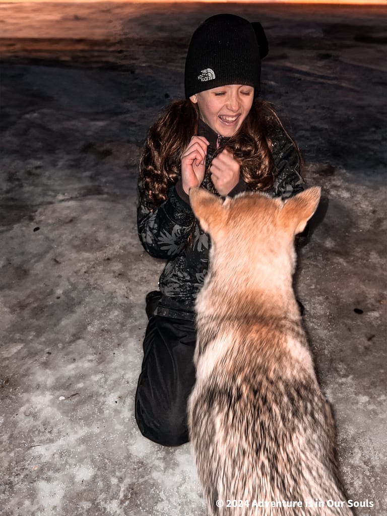 Huskies - Santa Claus Village Finland
