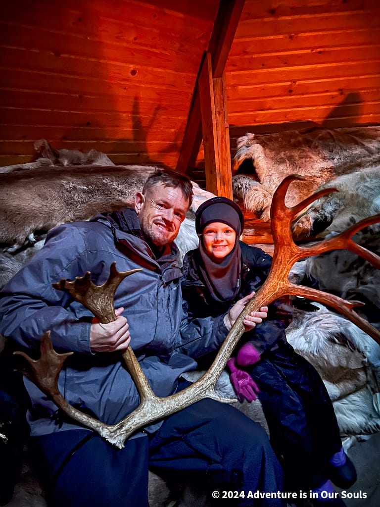 Reindeer - Finland