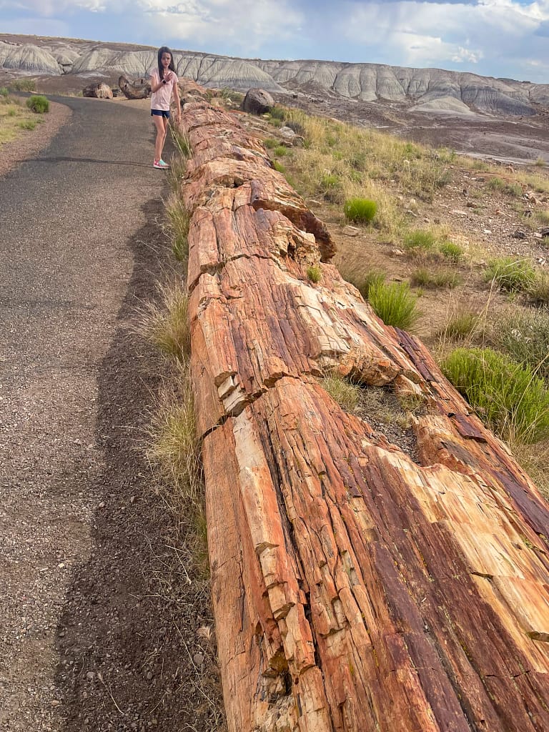 Crystal Forest of the Petrified Forest National Park
